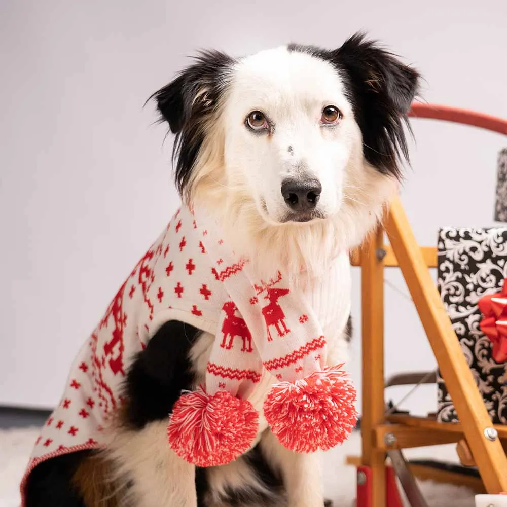 Christmas Reindeer Family Matching Sweater in Festive Red