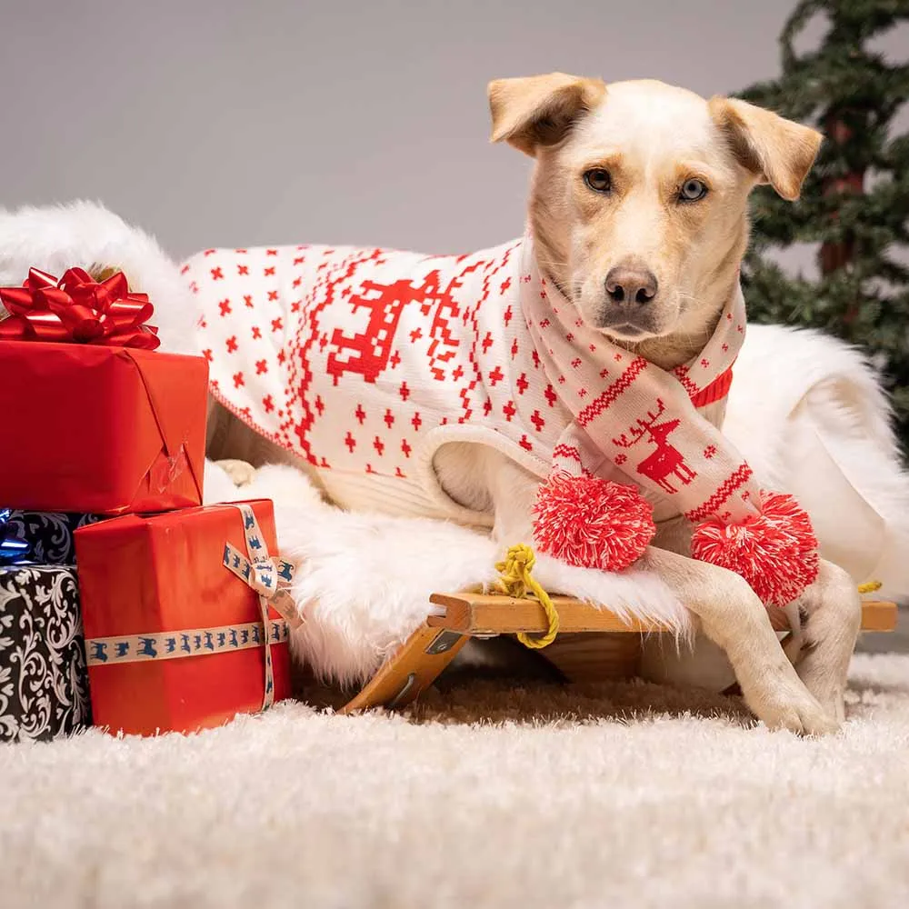 Christmas Reindeer Family Matching Sweater in Festive Red